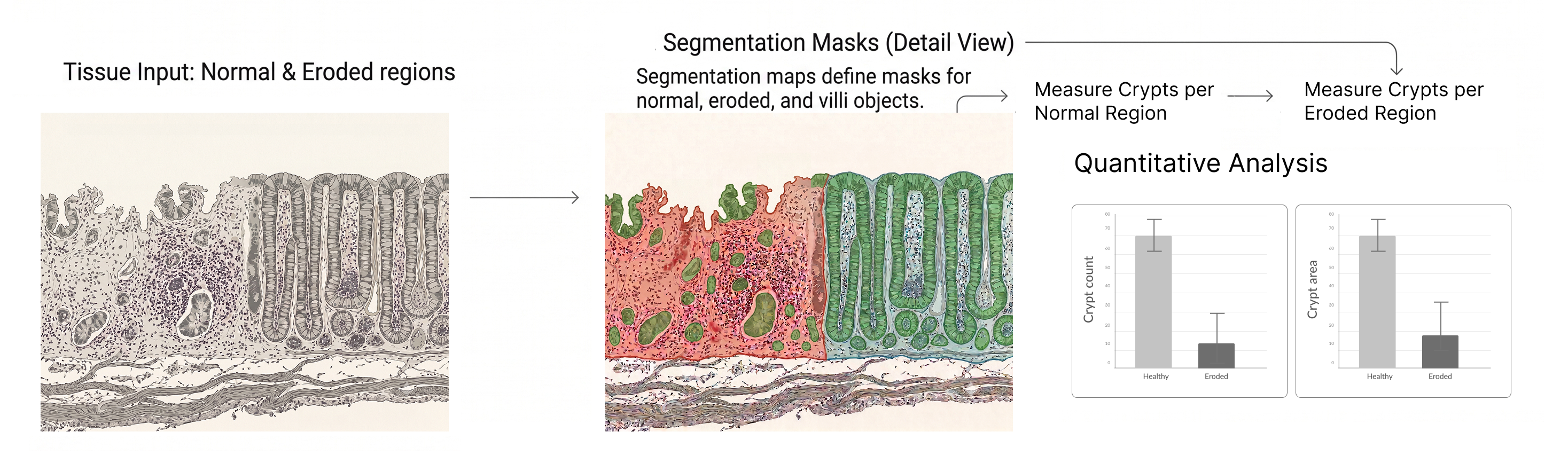 Quantify tissue hierarchy, automatically