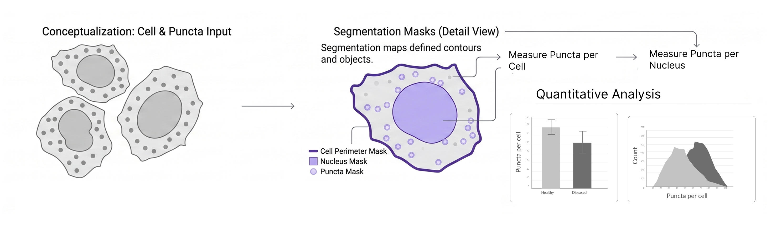 Quantify subcellular objects